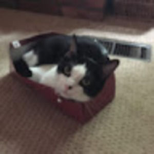 Meet your Posher, Lisa